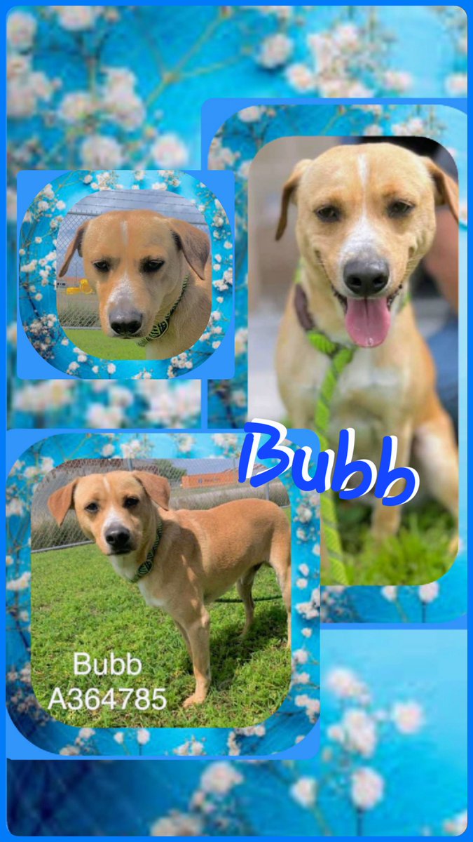 ⛑️BUBB #A364785 3yo Min Pin Chi Mix 30 lbs HW+ Brought in Fearful, Minor bite. BUT Warming to staff now. Needs TLC 💞 NOT death sting 💉 4/1🖤

❤️‍🩹Please PLEDGE to attract ResQ 🙏 🐶 

Adopt/Foster at CORPUS CHRISTI AC 
📧 ccacsrescues@cctexas.com 📞 361-826-4630