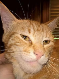 MEWingCATT tweet media