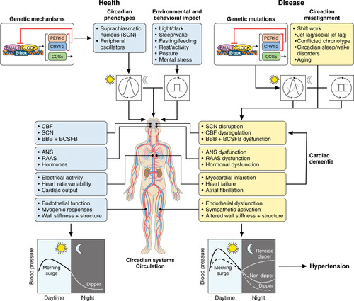 Hypertension: Causes and Consequences of Circadian Rhythms in Blood Pressure 👉 Cambios en ritmos diarios de la PA se han relacionado con ⬆️ riesgo de sufrir eventos 🫀 y 🧠 graves. Via @CircRes ⚓️bit.ly/3IYcsw1