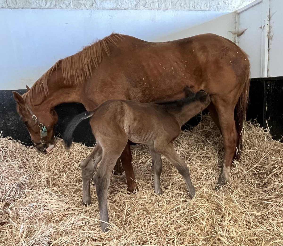 DashStud's tweet photo. Our next foal of the season arrived safely this morning (12 days late!) A lovely big strong colt foal by Golden Horn for Concertisa. Her first, and she is already a brilliant mother #perfectboy @OverburySires @simon_munir https://t.co/5tx0gABl1W