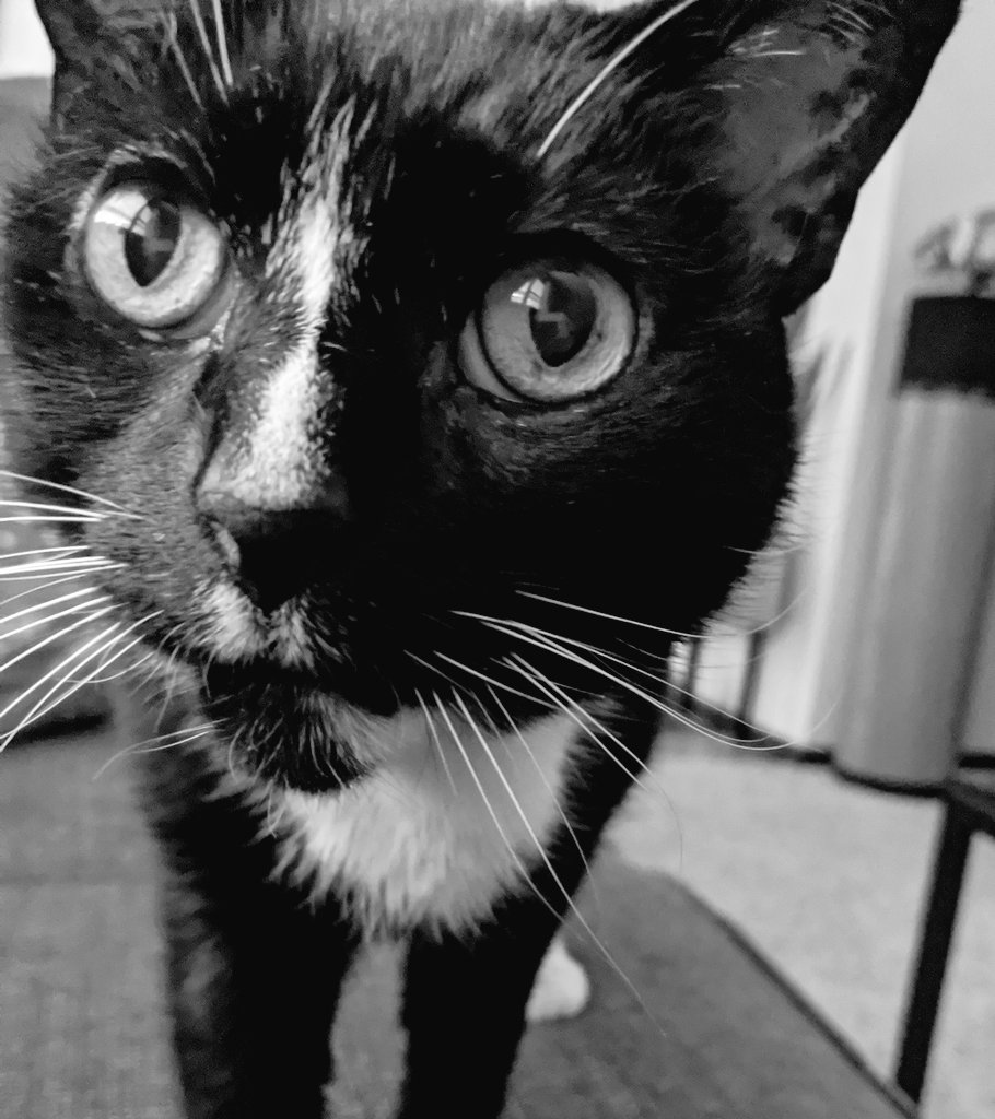 A black & white cat for black & white Friday. Our fred🌈
#kittynoirfriday #catnoirfriday #CatNoir #kittynoir #CatsOnTwitter #CatTwitter #CatsOfTwitter #CatsOfX #CatsOnX #tuxiecats #seniorcats #moggies #RescueCats #cats #fridaymorning #felinefriday