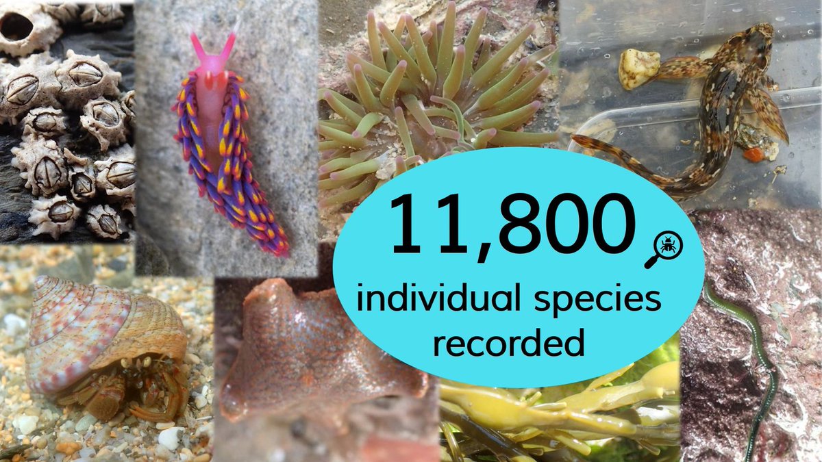 The Rock Pool Project tweet media