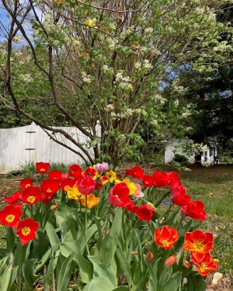 𝓗𝓪𝓹𝓹𝔂 𝓔𝓪𝓼𝓽𝓮𝓻!
Wishing everyone a day filled with joy, love, and all the blessings of this beautiful season. May your Easter be as bright and colorful as spring itself!

#Easter #spring #springflowers #historicodessade