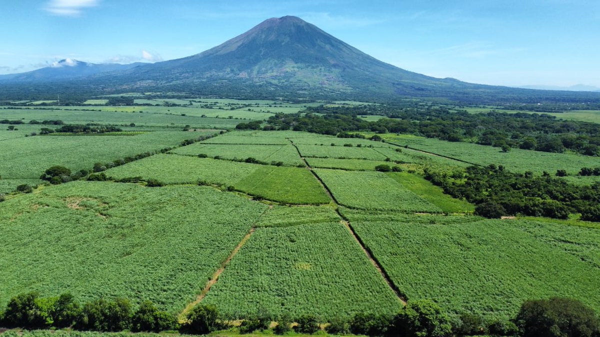 #DidYouKnow that over 100 countries around the world produce sugar, and that sugar cane accounts for more than 80% of global production? 🍬  On #PhotoFriday we share this stunning image of sugar cane fields in El Salvador, from our colleague Edwin Lopez. 📷