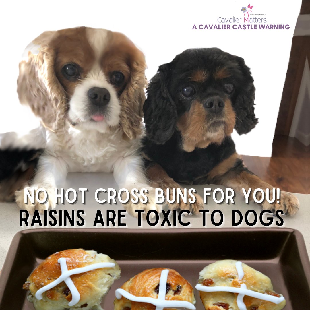 Raisins, sultanas and currants are extremely poisonous for our furry friends, so we must be extra vigilant to make sure that they are out of reach at this time of year. #Cavaliers #healthwarning #cavalierhealth #SavingLivesEveryDay