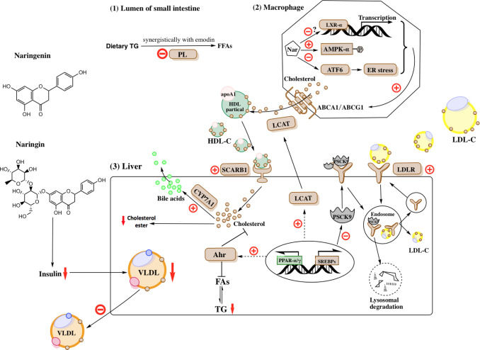 Beneficial effects of citrus flavanones naringin & naringenin & their food sources on lipid metabolism: An update on bioavailability, pharmacokinetics, & mechanisms - Part of an Article Collection from The Journal of Nutritional Biochemistry spkl.io/60104xi7O #VitaminD