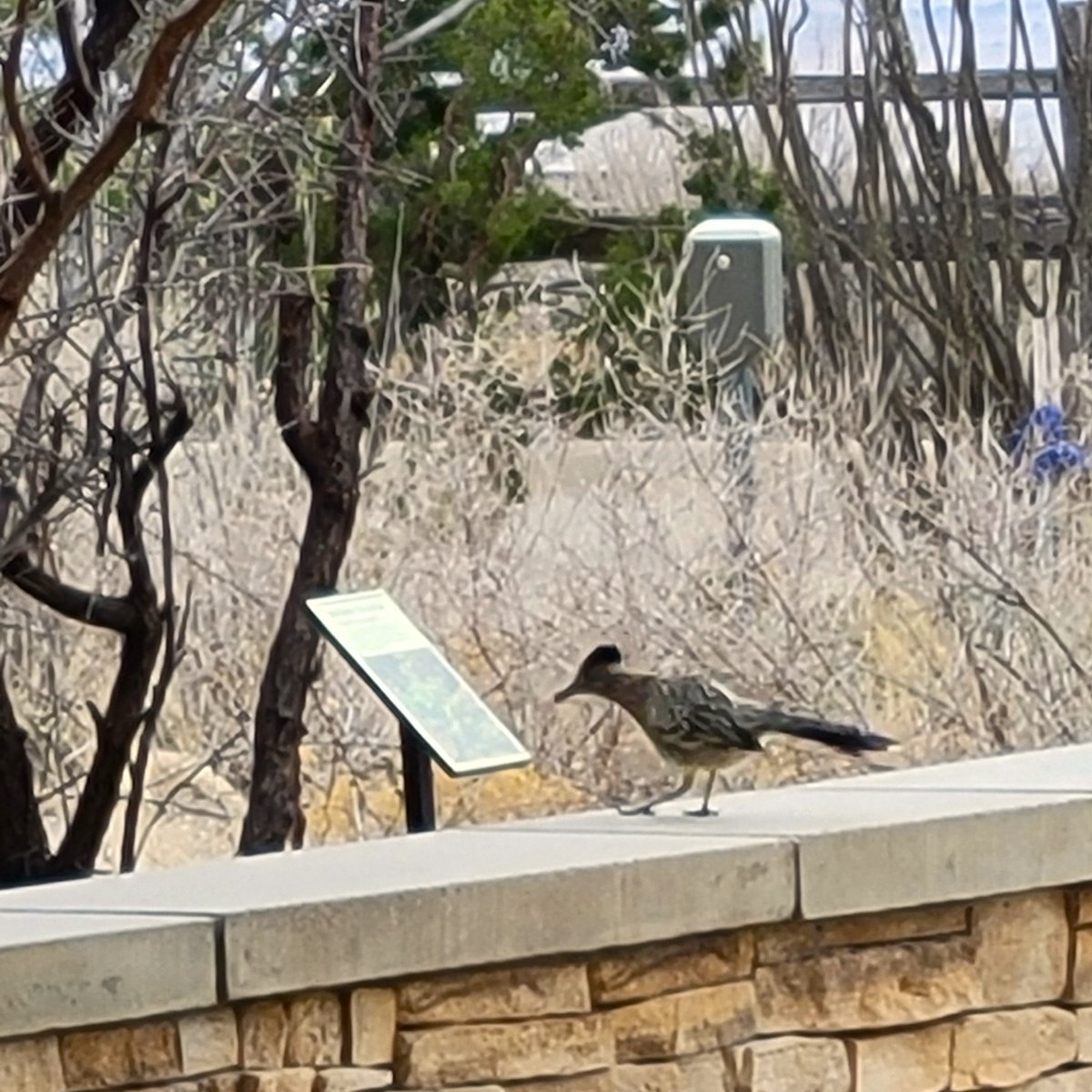 Even this Roadrunner know that Carlsbad Caverns is more than just a cave park and is trying to learn about the local plants and animals that live here. We encourage you to do the same on your visit to Carlsbad Caverns National Park. Photo: NPS #CarlsbadCaverns #FindYourPark