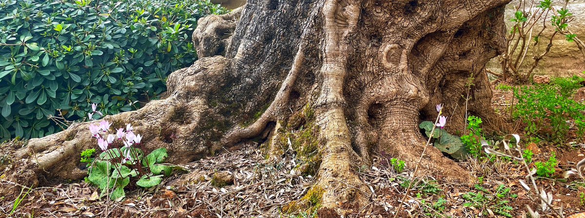 ChehayebWael's tweet image. #Rooted