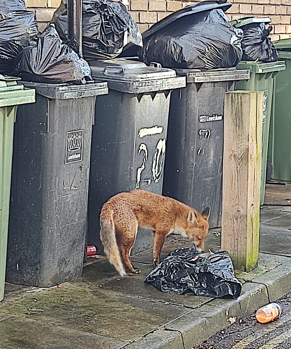 Fox spotting along the route of the former #croydoncanal in #sydenham.

Join the mailing list via Derelict London website for news on my books &amp; guided walking tours of social history and lost rivers/dereliction/ lost music venues/dead pubs