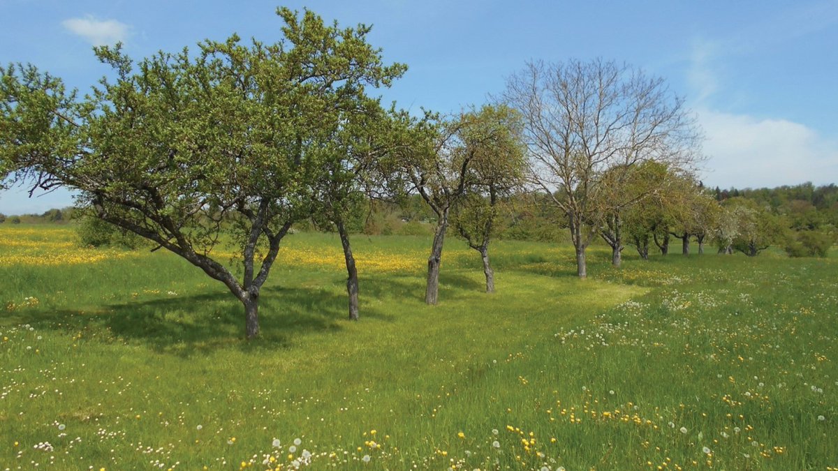 Researchers have highlighted the important ecological role of #orchard meadows, calling for support and incentives to protect these landscapes. 🌳 🔗 Read more on the @pensoft blog: blog.pensoft.net/2024/03/29/orc… #conservation #ecology