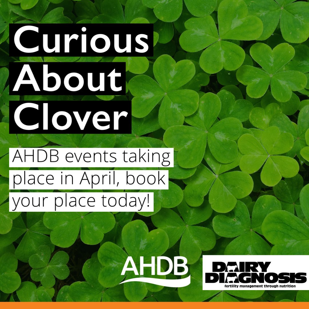 ☘️ Curious About Clover Events ☘️ In April, Charlie will be speaking at the @AHDB_Dairy #CuriousAboutClover events about all things nutrition regarding clover in ‘Housed Systems’ and ‘Grazing Systems’. More info or book here ➡️ ahdb.org.uk/curious-about-…