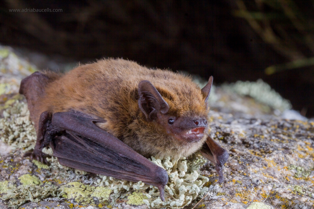 The Kuhl's pipistrelle (Pipistrellus kuhlii) is a species that's been expanding it's range northwards due to #ClimateChange!🤔 A typically Mediterranean species, they are pretty adaptable, with a roost of these animals having been found in a Bonelli's eagle nest! 🦅🦇