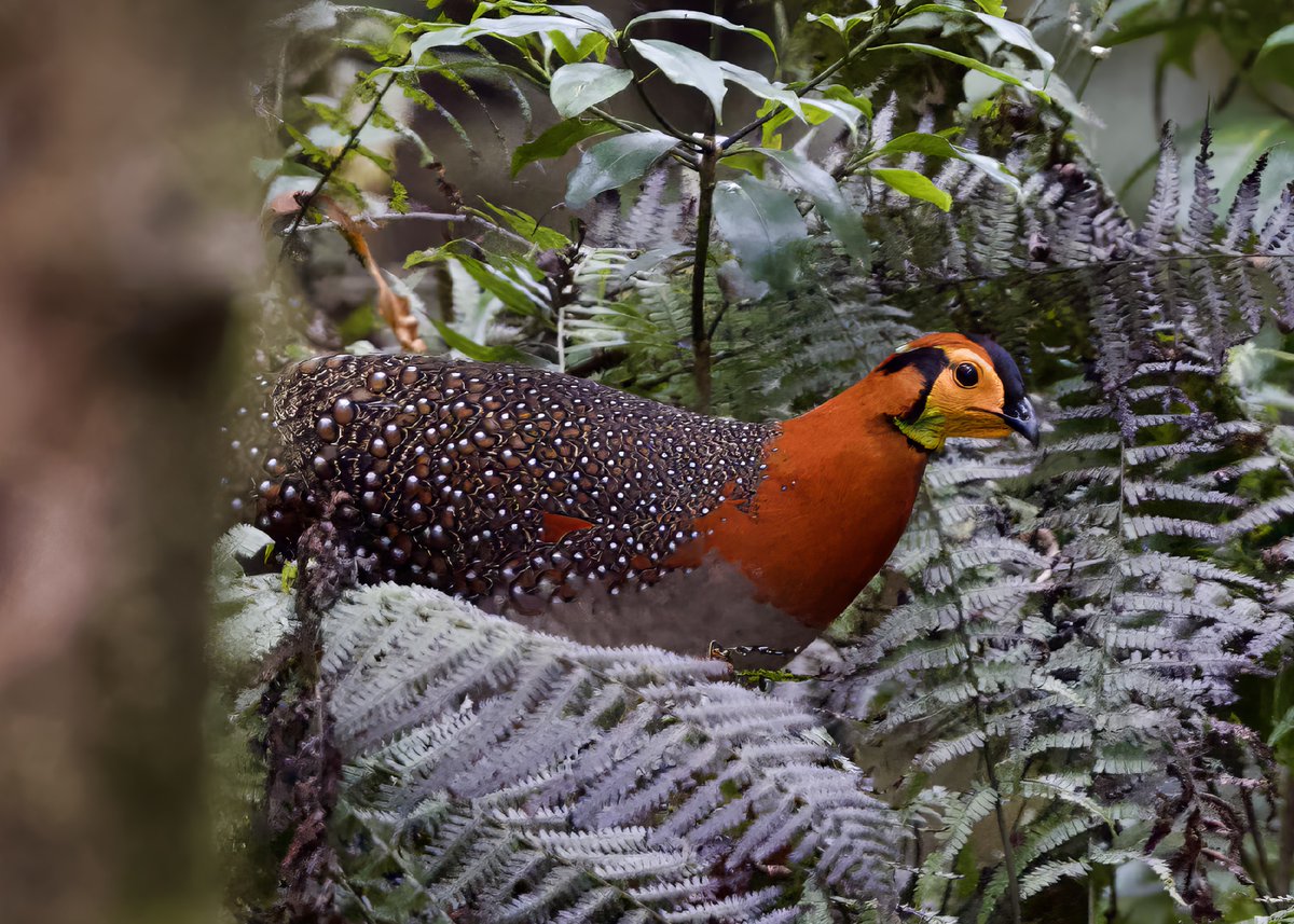 Joe Tobias tweet media