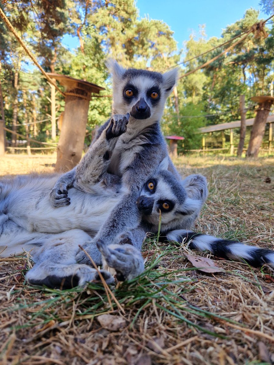 Happy 9th Birthday to Hazel the Ring-tailed lemur 🖤🤍 Did you know that it is the females that are dominant in the Lemur world? 🩷 ( 📸 : YWP Animal Ranger, Tashah )