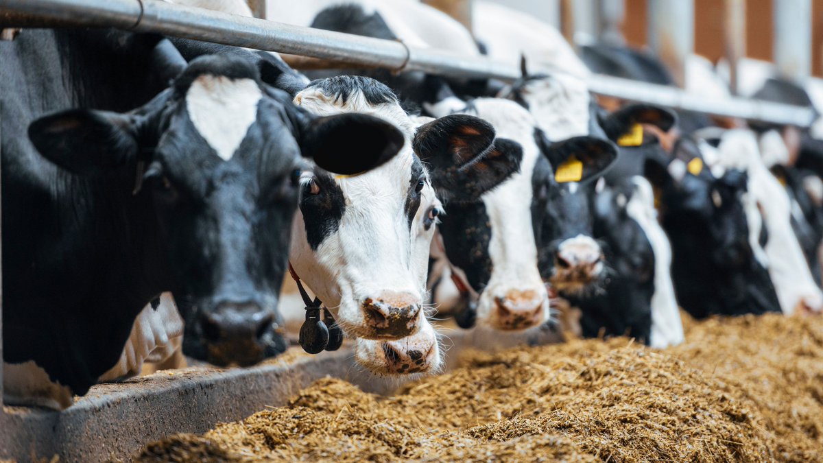 No #pigs involved, but news worth sharing as bird flu didn't stay just with feathered farm animals. Avian influenza got identified in #dairy #cattle in Texas, Kansas & New Mexico 🇺🇸. Kudos to @vd_zan for the report in @DairyGlobal. Read more here ⏩ lnkd.in/ewC3EGDa