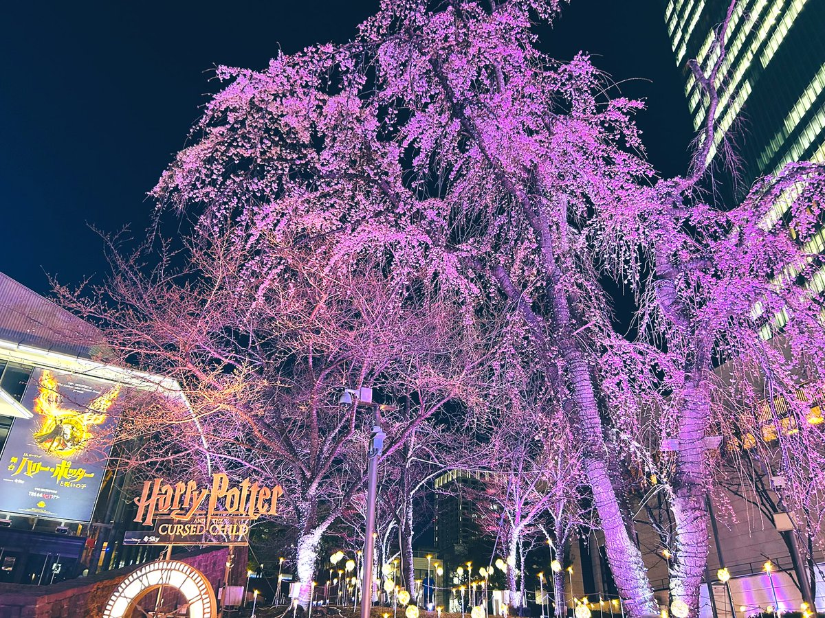 東京でソメイヨシノの開花が発表されましたが、赤坂の滝桜は見頃です🌸