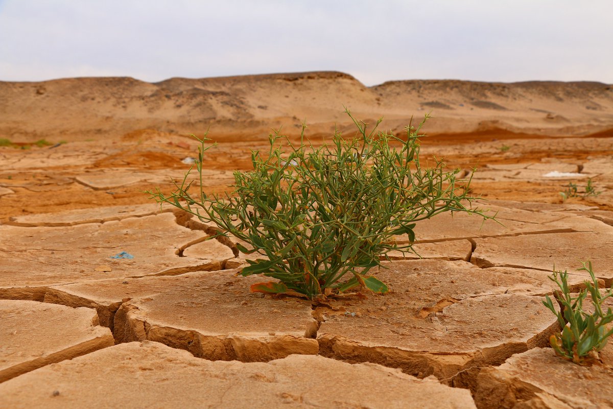 The persistent #drought in #SouthernEurope is driving investment in alternative #watersources. Spain is ramping up #desalination and #waterreuse investments, with Catalonia allocating funds to dig for additional #waterresources. New Quarterly Review: hubs.ly/Q02r5WFv0