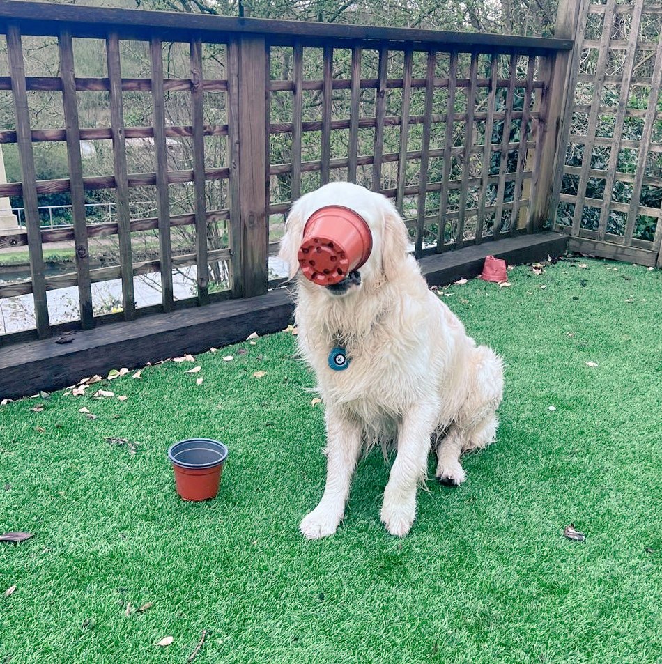 Mr @Ralph_Retriever has hundreds of indoor & outdoor toys/balls he can play with. At the moment, his favourite game is collecting & destroying plant pots. Muppet.