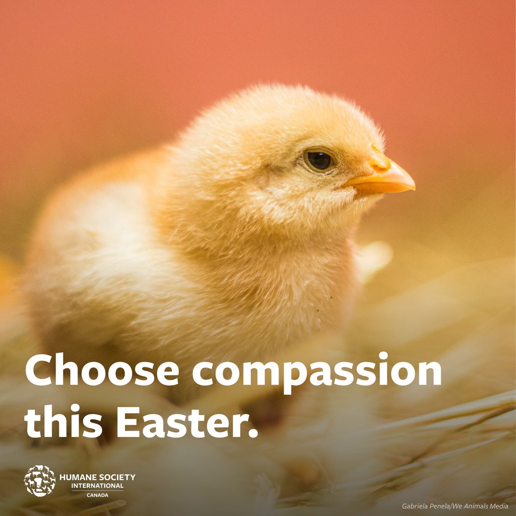Are you looking for a way to celebrate #Easter in a way that feels familiar, but is kinder to animals, too? 🐣 🌷 You can enjoy family traditions and cultural customs while still protecting animals by choosing dairy-free #chocolate, egg-free baked goods and #plantbased foods.