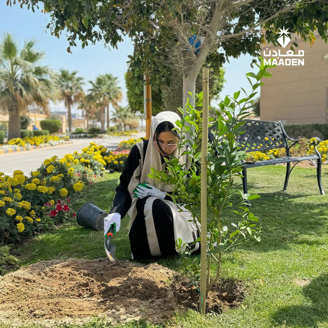 In celebration of Saudi Green Initiative Day, teams across #Maaden planted trees at our RAK, WAS and JAL phosphate sites. This afforestation initiative by our phosphate team is a reflection of our commitment to sustainable agriculture. As a key ingredient in fertilizer,