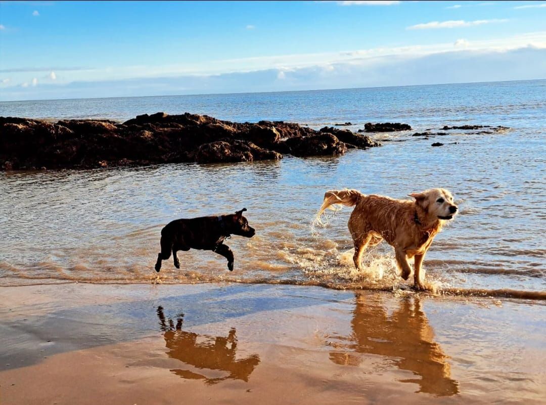 Jumping into the long weekend like beach happy pups!🐶 

#ClyneFarmCentre #FamilyRunBusiness #BookDirect #Swansea #SwanseaBay #Mumbles #Gower #LoveWales #LoveGower #WelshHoliday #VisitWales #Wales #FindYourEpic  #HolidayCottages #UKHolidays #DogFriendly #PetFriendly