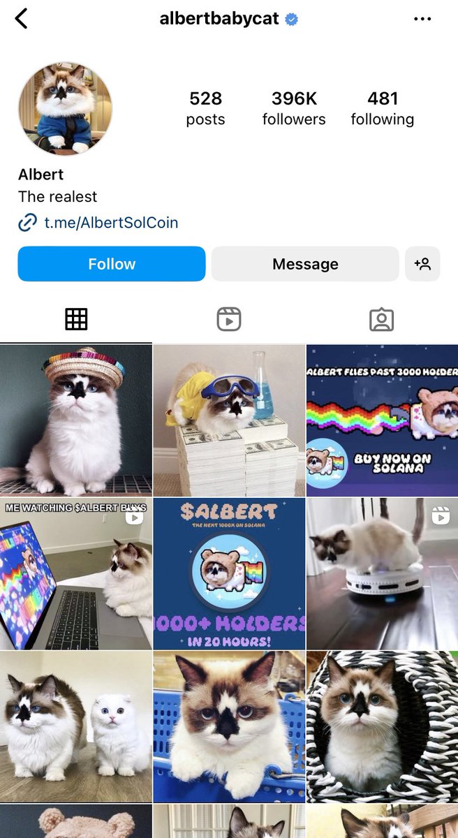 Albert Baby Cat $ALBERT tweet media