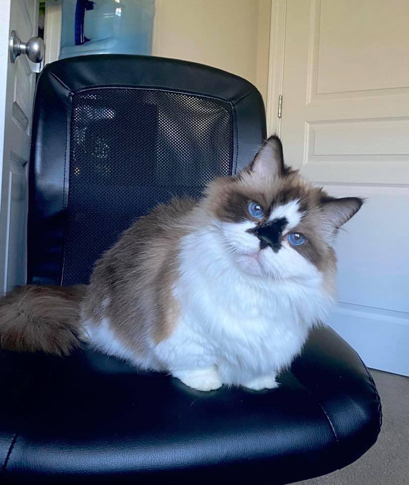 Albert Baby Cat $ALBERT tweet media