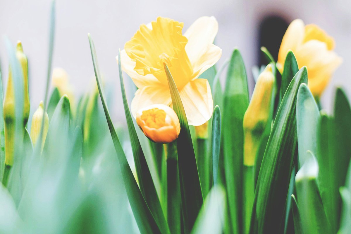 The Irish in Britain team wishes you all a happy and restful Easter weekend🌼🌷 Our office will be closed on the bank holidays and we will reopen on Tuesday 2 April