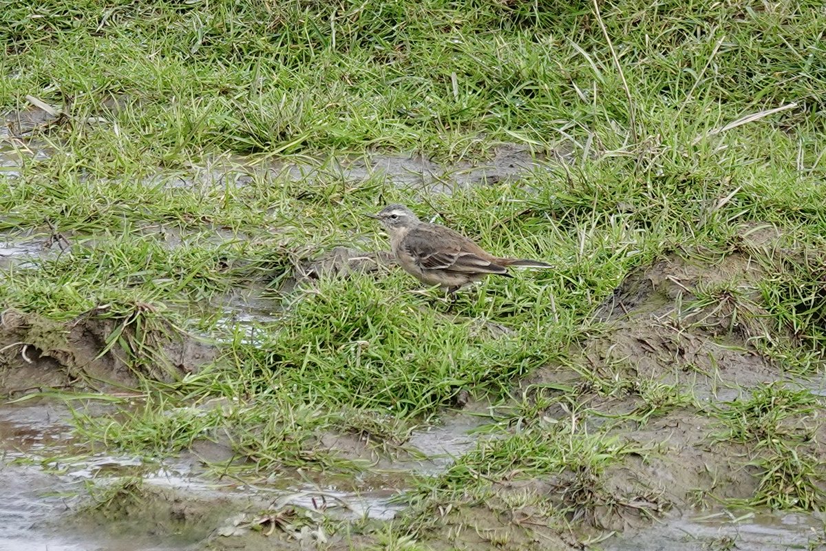 Water Pipit at Crossens really starting to look smart