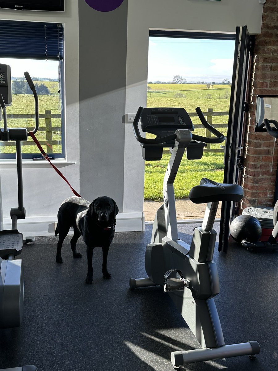Waiting to be petted… by gym goers