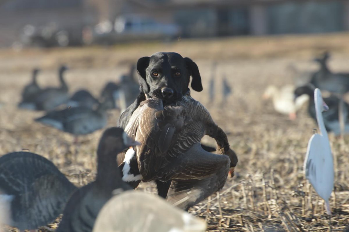 Not just man's best friend, also man's best hunting companion. Drop your photos with your best hunting companion! 🐾

This beautiful photo is from waterfowl_assassins2.0 instagram.