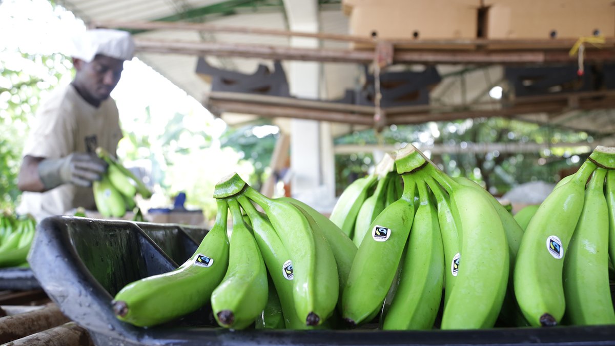 🍌 Des bananes avec une bonne conscience Lidl propose uniquement des bananes certifiées. Si vous choisissez une banane de @Fairtrade_Belgium, vous contribuez à des salaires équitables et à de meilleures conditions de vie pour les producteurs. #commerce #équitable #durable