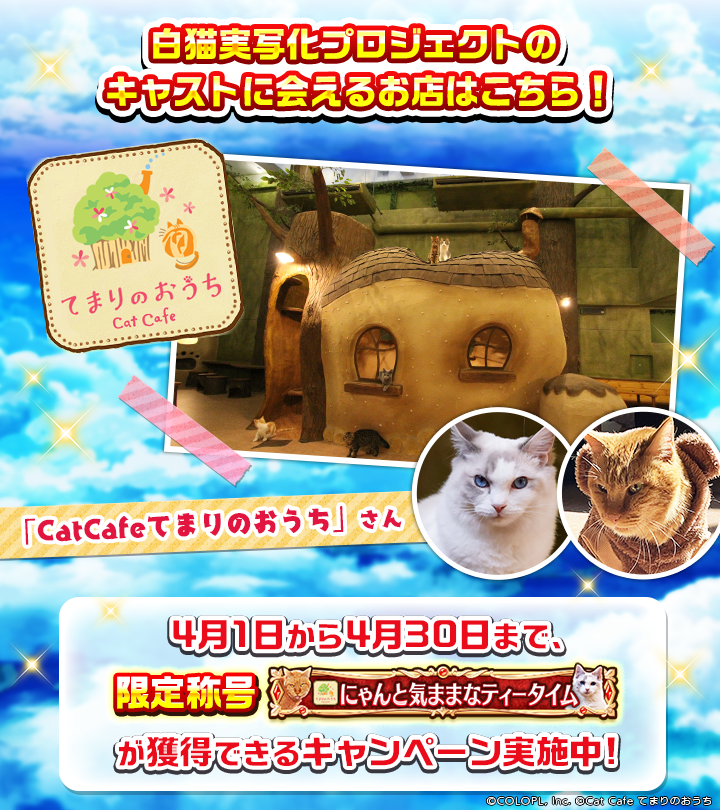 なんと！ 東京 吉祥寺にある猫カフェ『てまりのおうち』さんにて