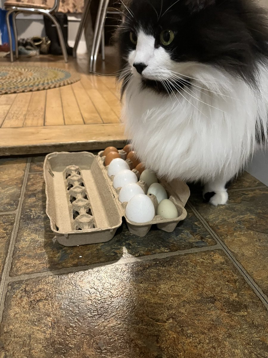 I has painted my eggs with cat spit! Happy Eastfur Weekend to pals. #hedgewatch #easter2024 #EasterBunny #FridayFunDay