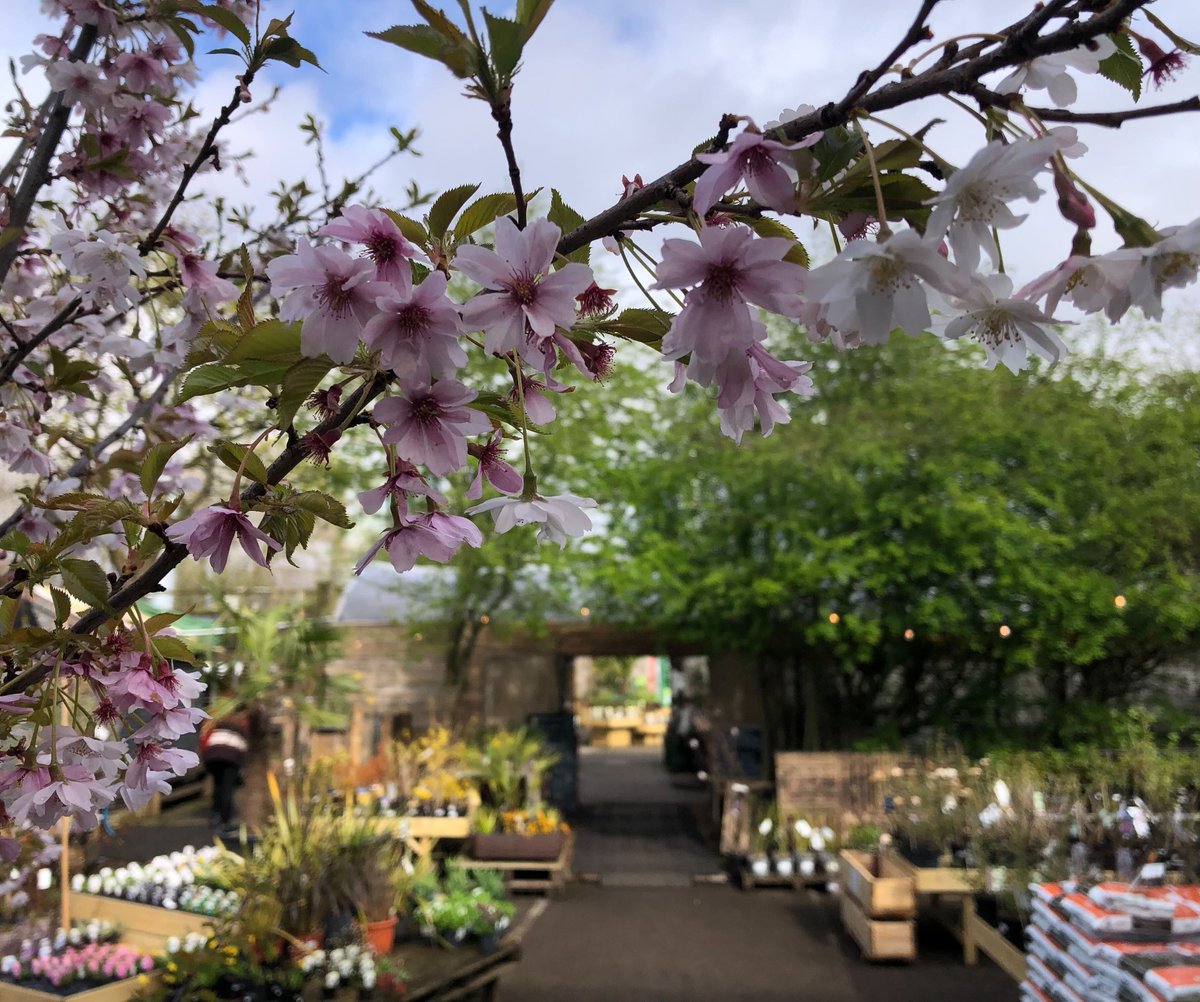 We are open all Easter Weekend, 10.30am to 4.30pm on Friday, Sunday and Monday, 10am to 5pm on Saturday. Our garden centre is bursting with Spring promise - you can find wildflowers, fruit bushes and trees, perennials, alpines, climbers, shrubs and trees and bedding plants.