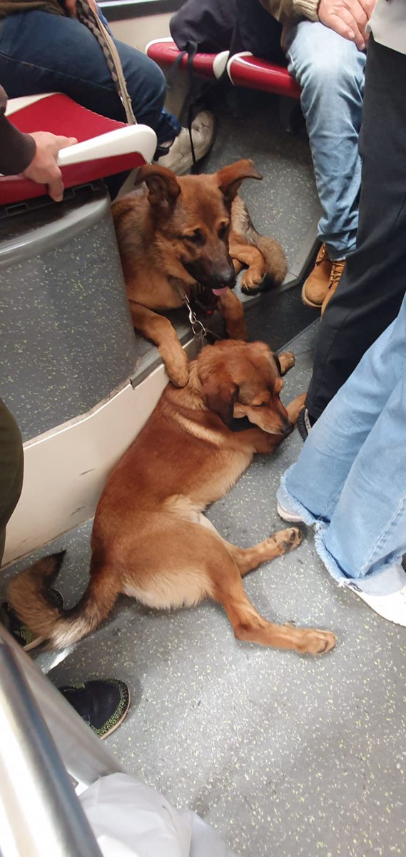 Benissimo i #cani in #bus ma forse cosí é troppo @InfoAtac @MercurioPsi @battaglia_persa #Roma #cane