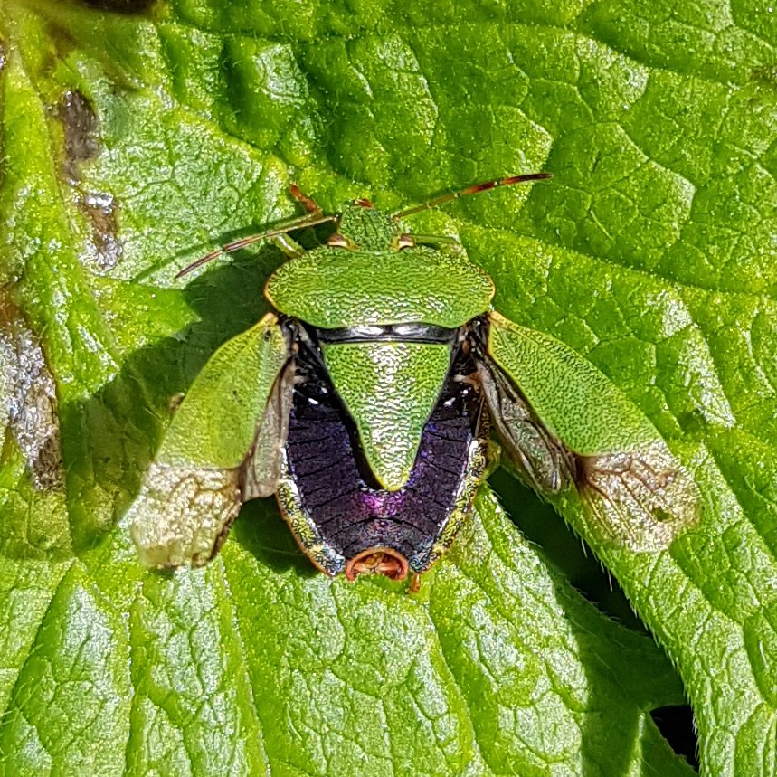 Shieldbug drying itself(?) in the garden this morning - have never seen this before!