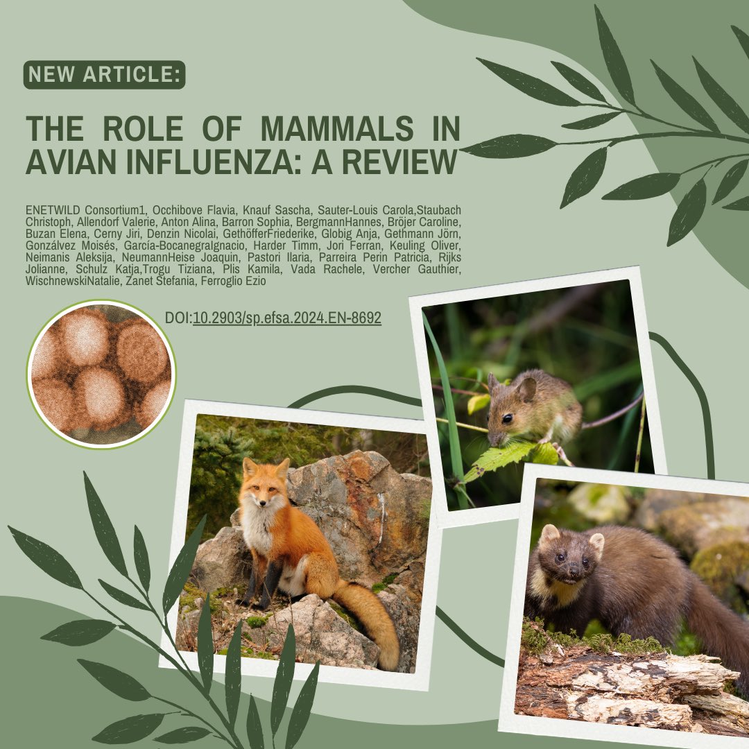 🐦🦠#Avianinfluenza #AI is mainly found in #birds, but recently, there was an increase in reported #infections in #mammals, ranging from no symptoms to mass mortality events and some #human cases. ℹ️ Read more: tr.ee/DvvI1FWPkZ #famnit @si_upr @BuzanElena @enetwild