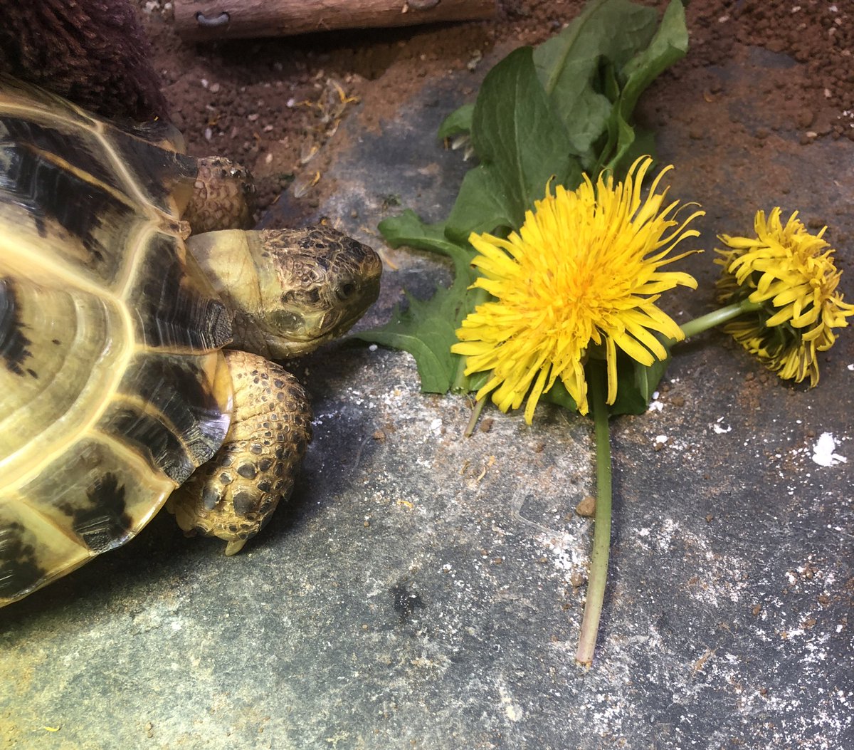 Look at this dandie 👀🌼 it’s twice the size of my head! #Yum 🐢💚🌼😋