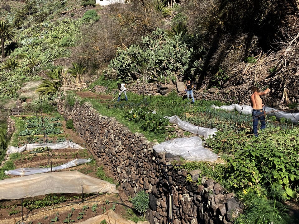 Alex betreibt seit zehn Jahren die Finka Alexandria auf La Gomera. Vor Ort bauen er und sein Team Bio-Gemüse an. Hilf mit, das Vereinsgebäude zu renovieren und die Felder zu erweitern.
wemakeit.com/tw-finka-boost…

#Crowdfunding #wemakeitPromotion