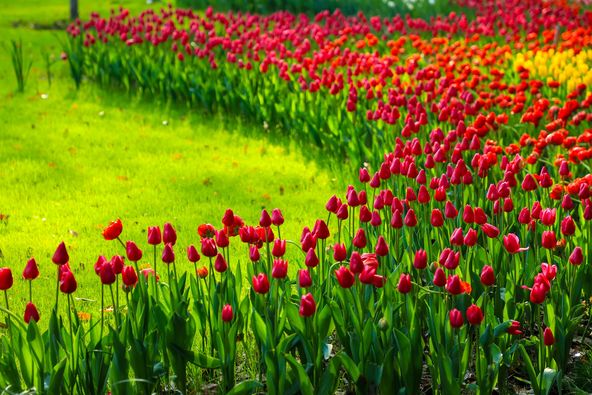 Blooming tulips and cherry blossom flowers in a variety of colors have turned Taiziwan Park in Hangzhou, east China’s Zhejiang Province into a sea of hues this spring.  [Photo: IC] #Travel #Spring #EcoCivilization #EcoFuture