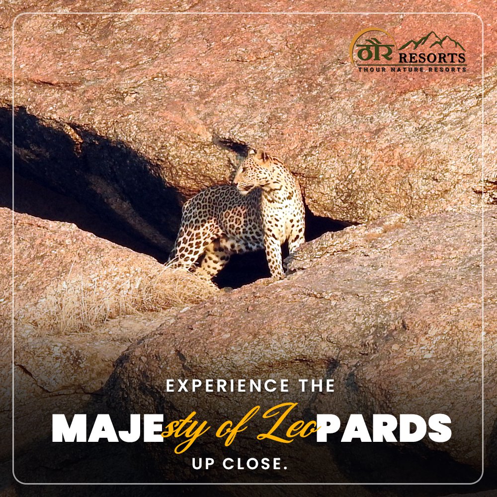 Witness the majestic beauty of leopards in their natural habitat amidst the rugged landscapes of Jawai. 

Book your safari today and let the wilderness enchant you. 🐆🌿

Call/Whatsapp: +91-97845-59999
Mail ID: info@thournatureresorts.com 

#Leopardsafari #luxurystay #traveller