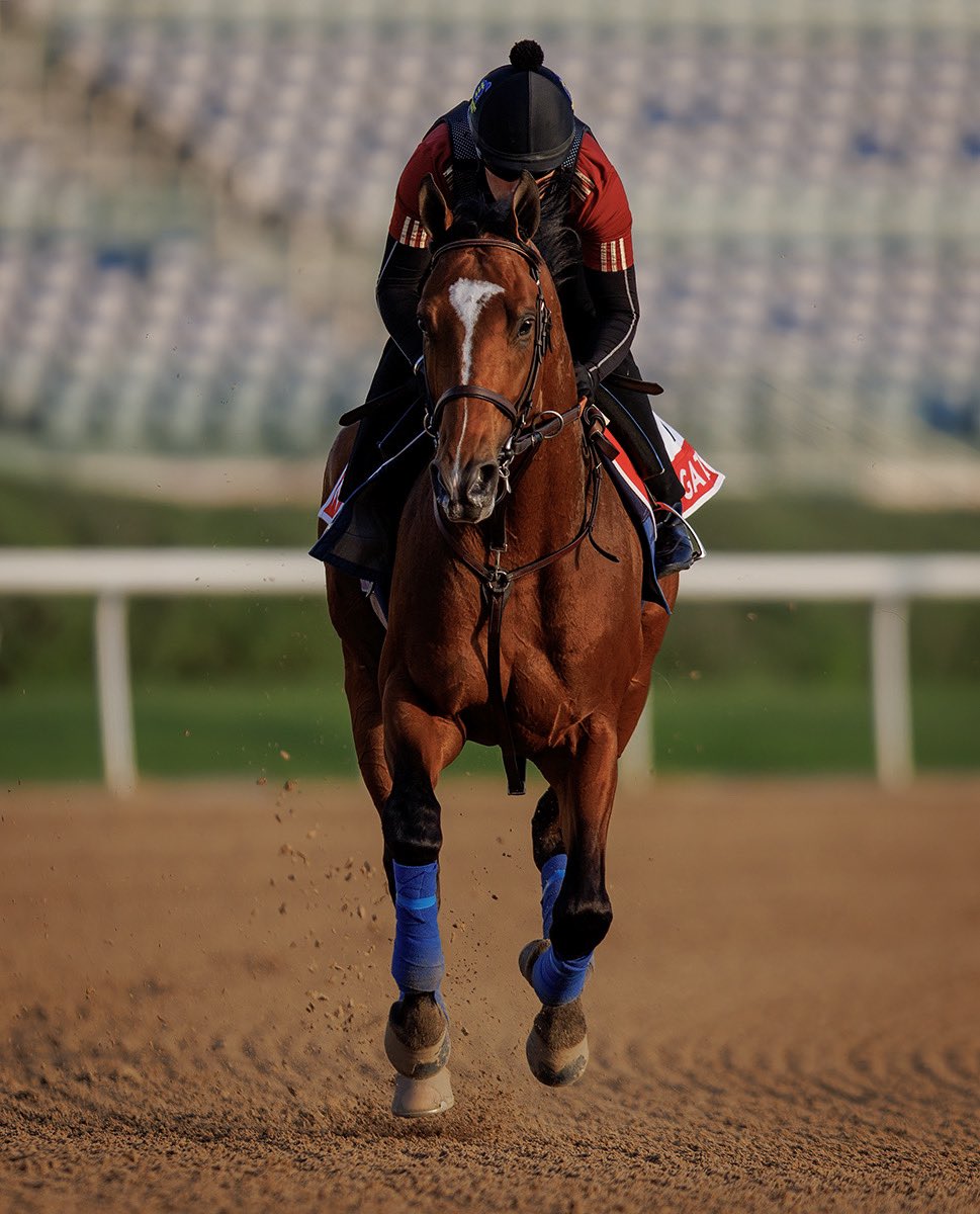 @TomRyanKY @BobBaffert @NewgateFarm @RacingDubai @DonatoLanni @StarlightRacing @MadaketStables @FrankieDettori @DubaiWorldCup @expocitydubai @hutagomez_gomez He looked well this morning!! Good luck!!