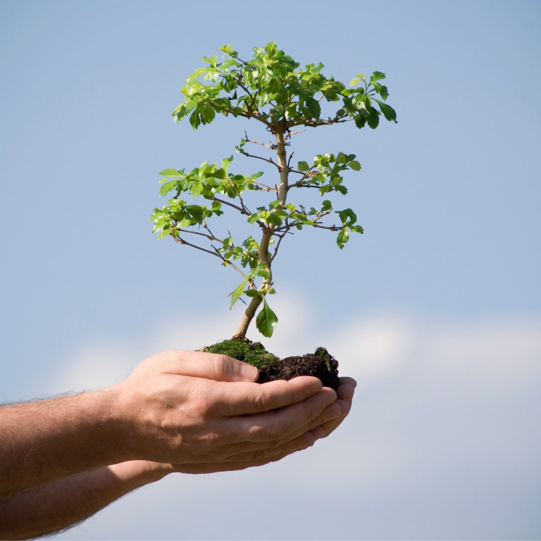 🌲Gentle reminder: it is the perfect time to plant trees 🌳