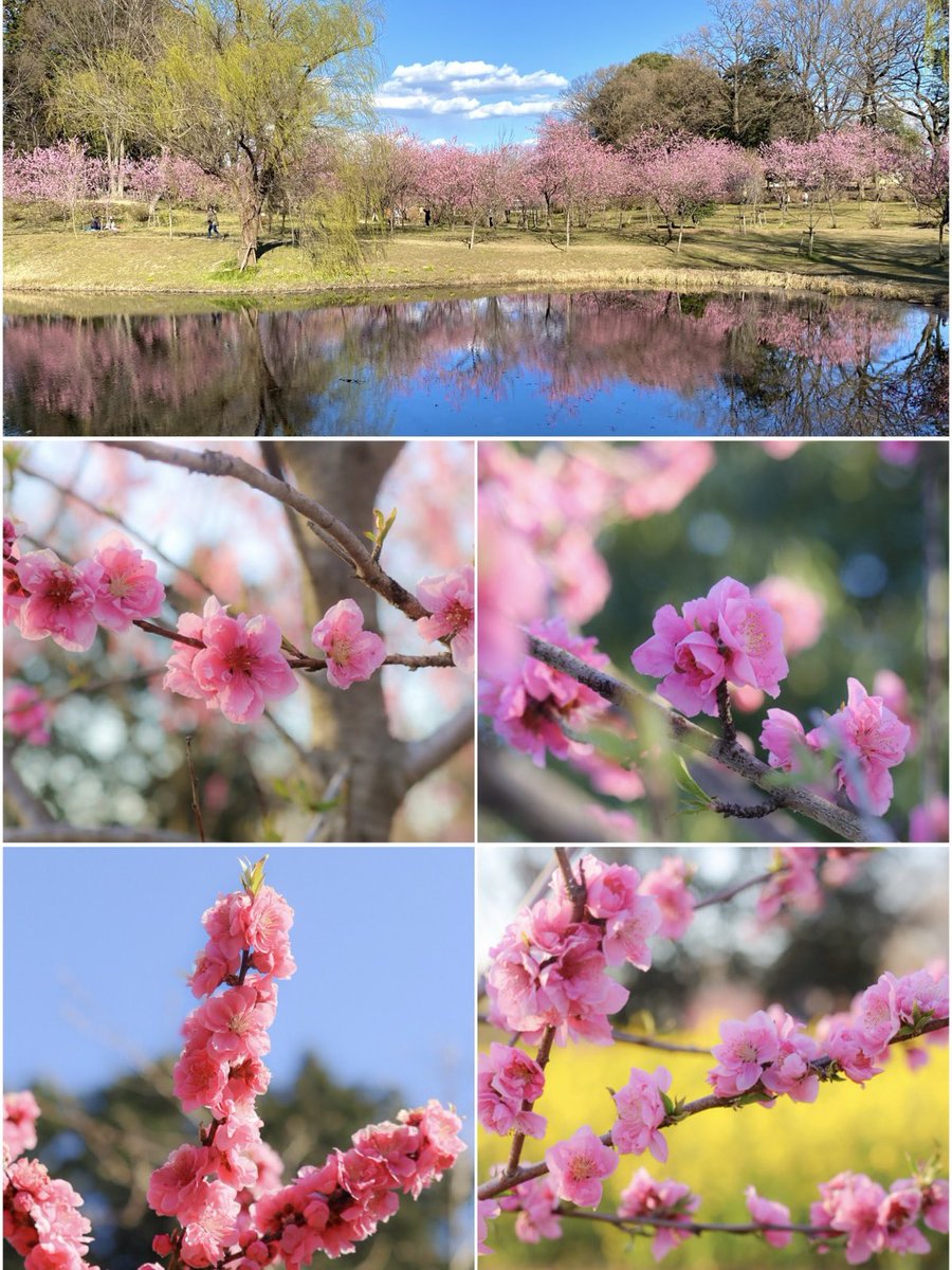 こんばんは✨

古河公方公園にて
  🌸古河桃まつり🌸
満開の桃の花が綺麗でした💗
    3月31日まで

穏やかな夜をお過ごしください.☪*ﾟ

#photography
#こんな時こそTLに花を咲かせよう