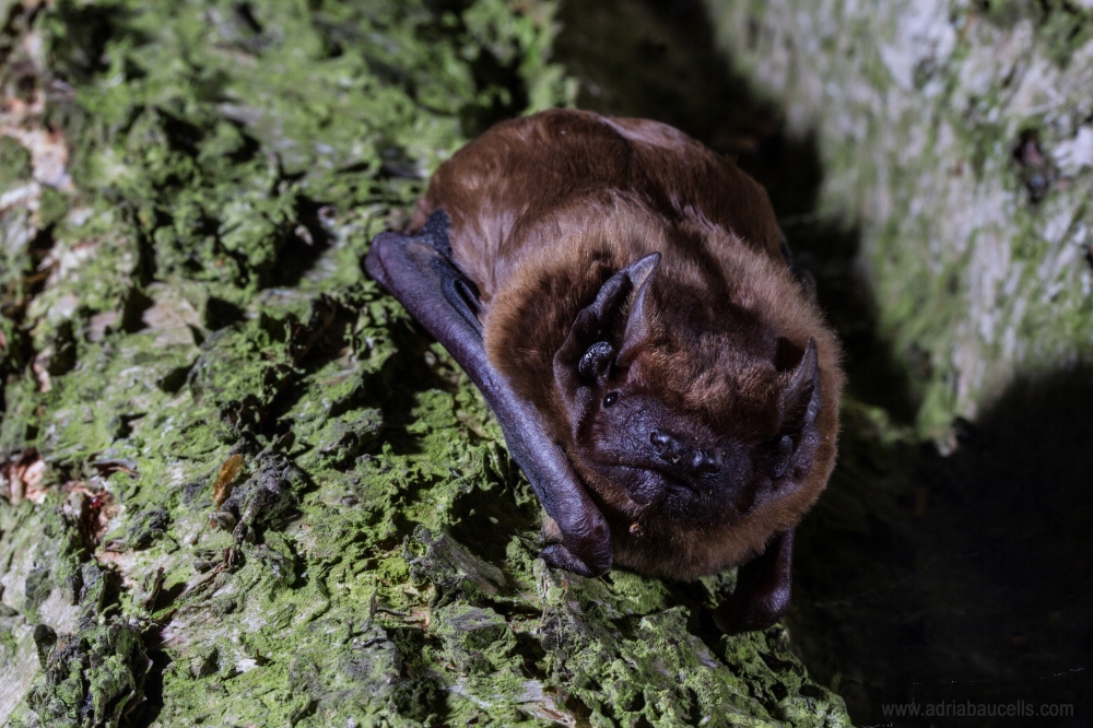 The noctule bat (Nyctalus noctula), so common in other parts of Europe, is only found in one urban park in #Catalonia! 🏙️🌳

Specifically, it is only found in the city park of #Lleida, which you can go visit after the #EBRS2024:

congressos.urv.cat/ebrs-2024/visi…