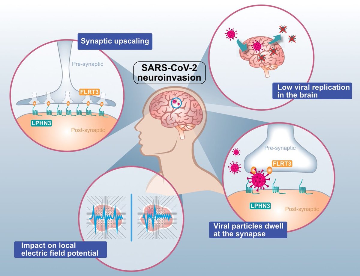 Want some mechanistic insights on #NeuroCOVID? Have a look at our latest article by @EmmaPartiot et al just released @NatureMicrobiol 'Brain exposure to SARS-CoV-2 virions perturbs synaptic homeostasis' Here -> rdcu.be/dCNLx @IRIM_life @CNRSbiologie @umontpellier