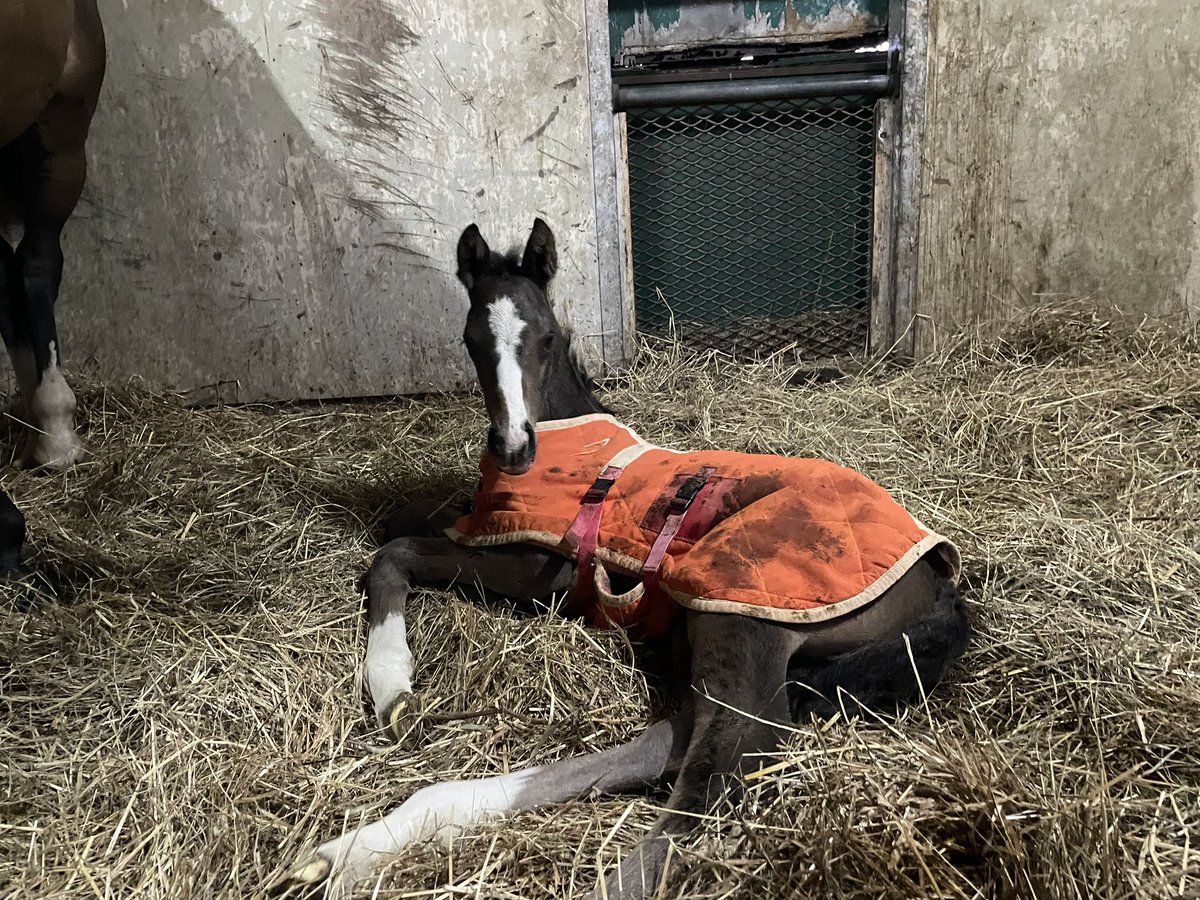 オジュウチョウサン産駒 シアワセデス2024 牡馬、産まれました🐴