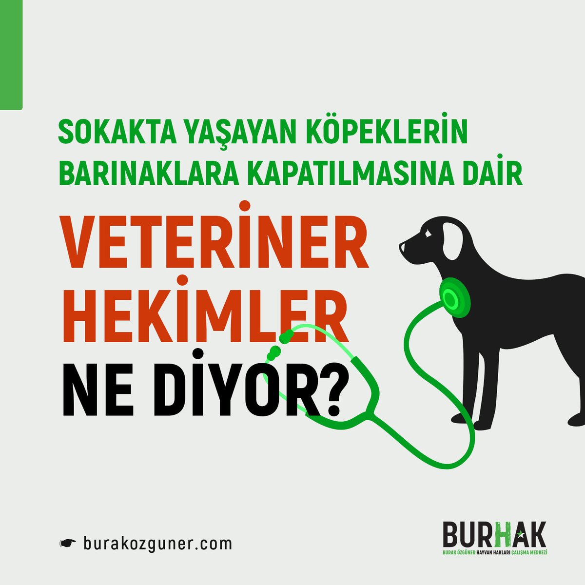 Yüzyıllardır sokaklarımızı paylaştığımız köpeklerin barınaklara hapsedilmesi ile ilgili ne düşündüklerini, meslekleri gereği köpeklerin sorunlarını ilk elden bilen ve alandaki bilimsel çalışmaları yakından takip eden veteriner hekimlere sorduk. 🔻 🔻 🔻 burakozguner.com/veteriner-heki…