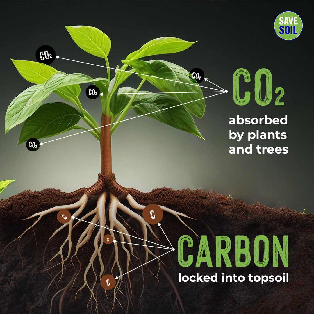 cpsavesoil's tweet photo. Up to 90% of the organic carbon introduced into soil through organic residues is broken down by microorganisms. During this process, they release the carbon into the atmosphere as carbon dioxide. Meanwhile, depending on the type of soil and the climate, as much as 30% of these organic contributions may ultimately transform into humus. (Managing Soil Organic Matter: A Practical Guide, GRDC)

Action now: https://t.co/uVnQCIZBeZ

#SaveSoil #ConsciousPlanet #SaveSoilFixClimateChange #SoilForClimateAction